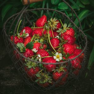 Preview wallpaper strawberry, berries, basket, red, fresh, ripe