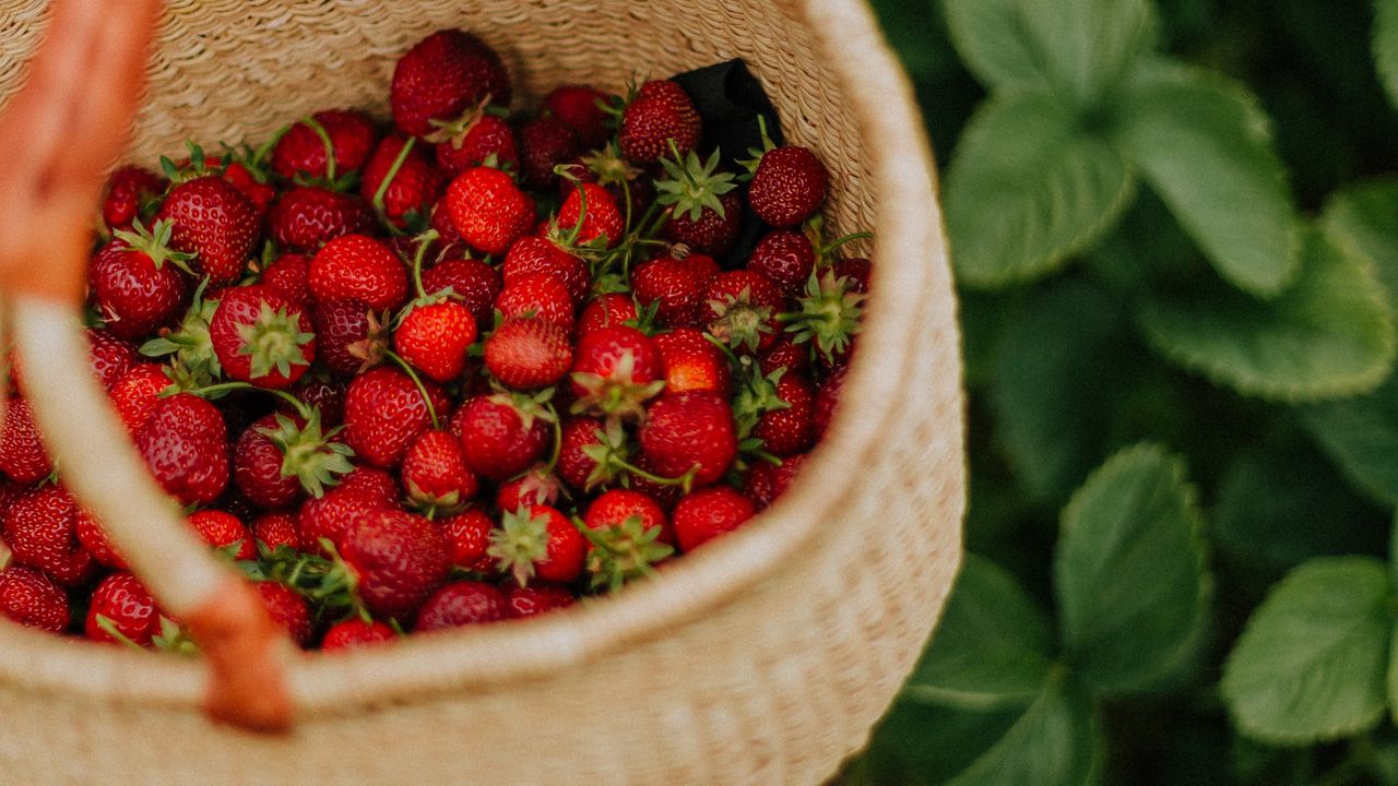Wallpaper strawberry, berry, basket, hand, harvest
