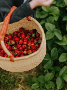 Preview wallpaper strawberry, berry, basket, hand, harvest