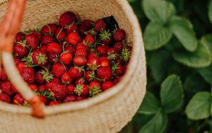 Preview wallpaper strawberry, berry, basket, hand, harvest