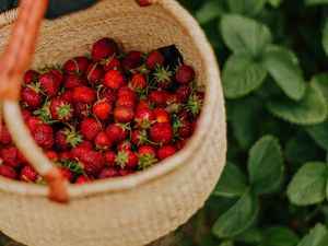 Preview wallpaper strawberry, berry, basket, hand, harvest