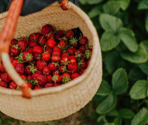 Preview wallpaper strawberry, berry, basket, hand, harvest