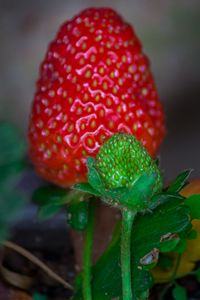 Preview wallpaper strawberry, berry, blur, macro