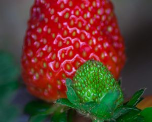 Preview wallpaper strawberry, berry, blur, macro