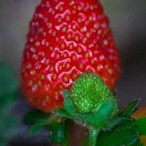 Preview wallpaper strawberry, berry, blur, macro