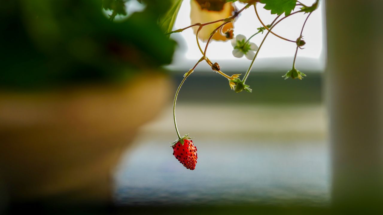 Wallpaper strawberry, berry, branch, macro