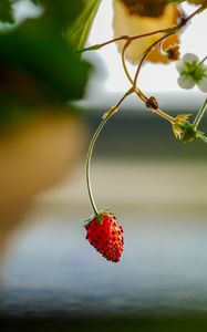 Preview wallpaper strawberry, berry, branch, macro