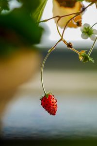 Preview wallpaper strawberry, berry, branch, macro