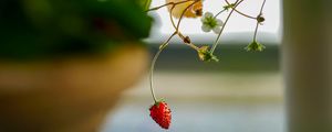 Preview wallpaper strawberry, berry, branch, macro