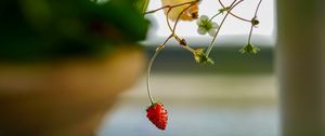 Preview wallpaper strawberry, berry, branch, macro