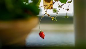 Preview wallpaper strawberry, berry, branch, macro