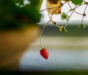 Preview wallpaper strawberry, berry, branch, macro