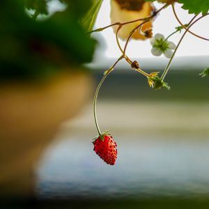 Preview wallpaper strawberry, berry, branch, macro