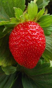 Preview wallpaper strawberry, berry, fruit, ripe