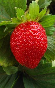 Preview wallpaper strawberry, berry, fruit, ripe