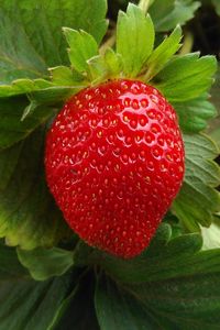 Preview wallpaper strawberry, berry, fruit, ripe