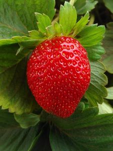 Preview wallpaper strawberry, berry, fruit, ripe