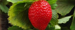 Preview wallpaper strawberry, berry, fruit, ripe