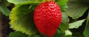 Preview wallpaper strawberry, berry, fruit, ripe