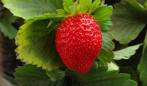 Preview wallpaper strawberry, berry, fruit, ripe