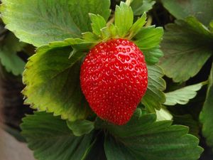 Preview wallpaper strawberry, berry, fruit, ripe