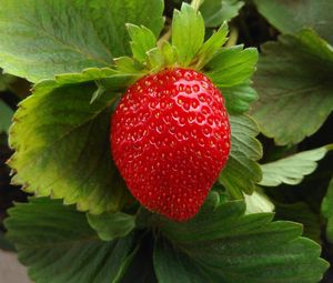 Preview wallpaper strawberry, berry, fruit, ripe