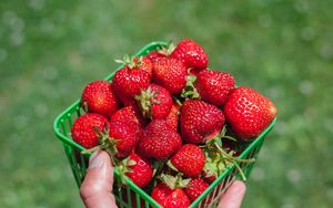 Preview wallpaper strawberry, berry, hand, box