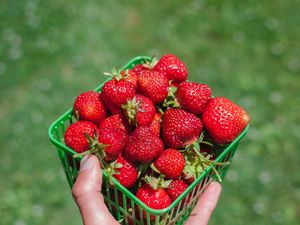 Preview wallpaper strawberry, berry, hand, box