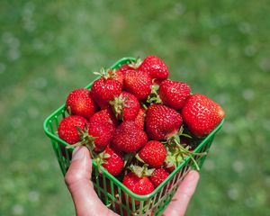 Preview wallpaper strawberry, berry, hand, box