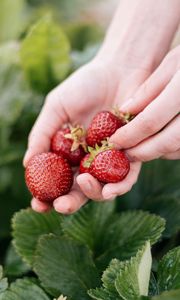 Preview wallpaper strawberry, berry, hands, blur