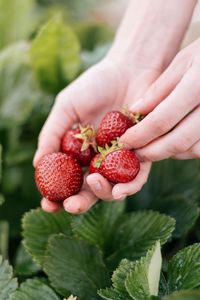 Preview wallpaper strawberry, berry, hands, blur