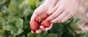 Preview wallpaper strawberry, berry, hands, blur