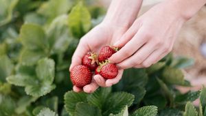 Preview wallpaper strawberry, berry, hands, blur