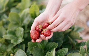 Preview wallpaper strawberry, berry, hands, blur