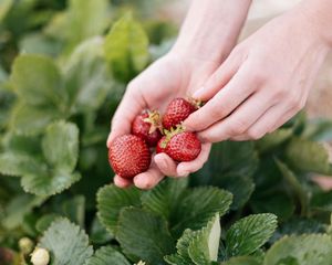 Preview wallpaper strawberry, berry, hands, blur