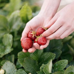 Preview wallpaper strawberry, berry, hands, blur