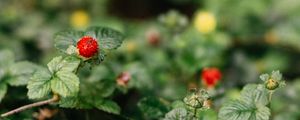 Preview wallpaper strawberry, berry, leaves, macro, fruit