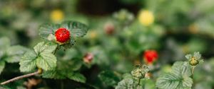 Preview wallpaper strawberry, berry, leaves, macro, fruit