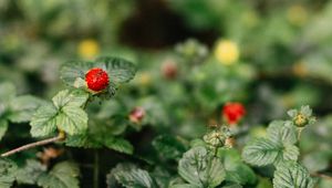 Preview wallpaper strawberry, berry, leaves, macro, fruit