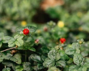 Preview wallpaper strawberry, berry, leaves, macro, fruit