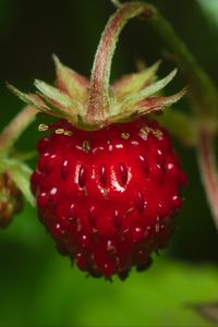 Preview wallpaper strawberry, berry, leaves, macro, red