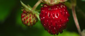 Preview wallpaper strawberry, berry, leaves, macro, red