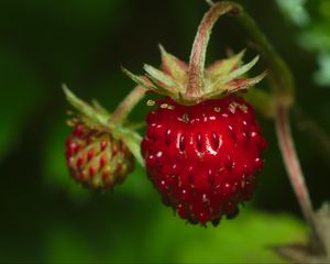 Preview wallpaper strawberry, berry, leaves, macro, red