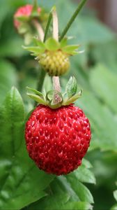 Preview wallpaper strawberry, berry, macro, red, wild