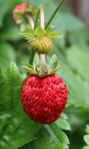 Preview wallpaper strawberry, berry, macro, red, wild