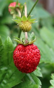 Preview wallpaper strawberry, berry, macro, red, wild