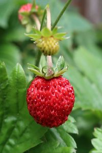 Preview wallpaper strawberry, berry, macro, red, wild