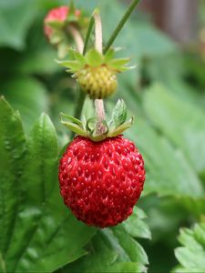 Preview wallpaper strawberry, berry, macro, red, wild