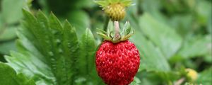 Preview wallpaper strawberry, berry, macro, red, wild