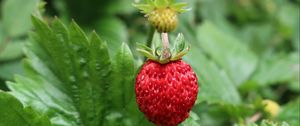 Preview wallpaper strawberry, berry, macro, red, wild